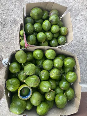 Fruits Avocats