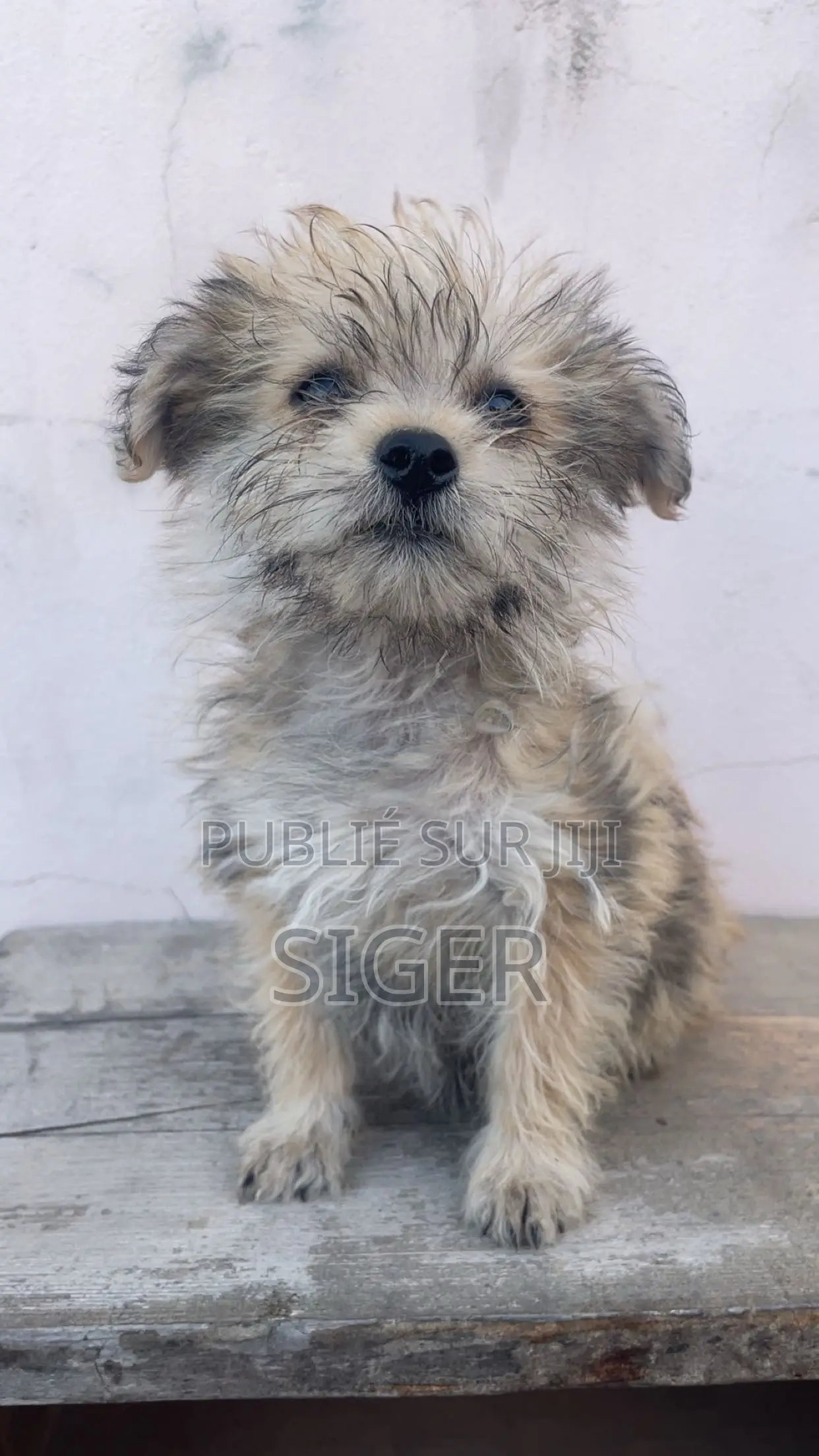 3-6 mois Femme Race mixte Yorkshire Terrier