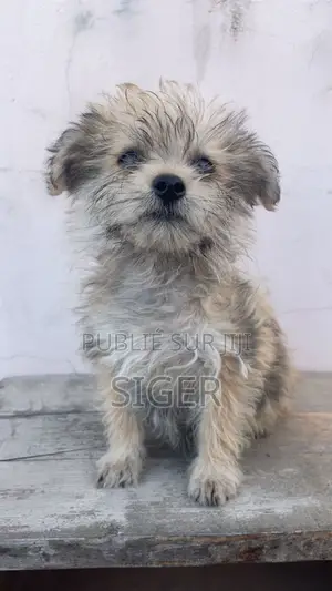 3-6 mois Femme Race mixte Yorkshire Terrier