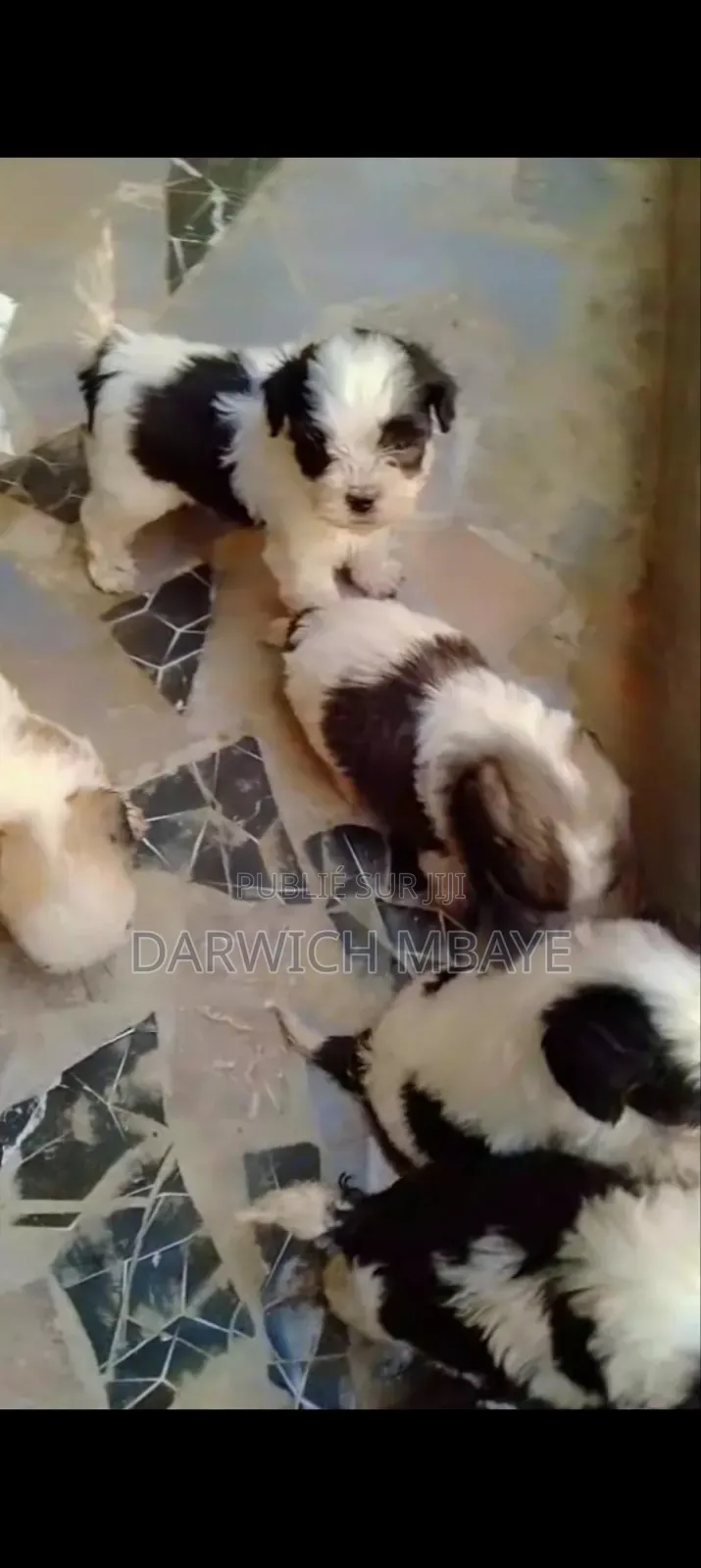 1-3 mois Homme Pure race Bichon Frise
