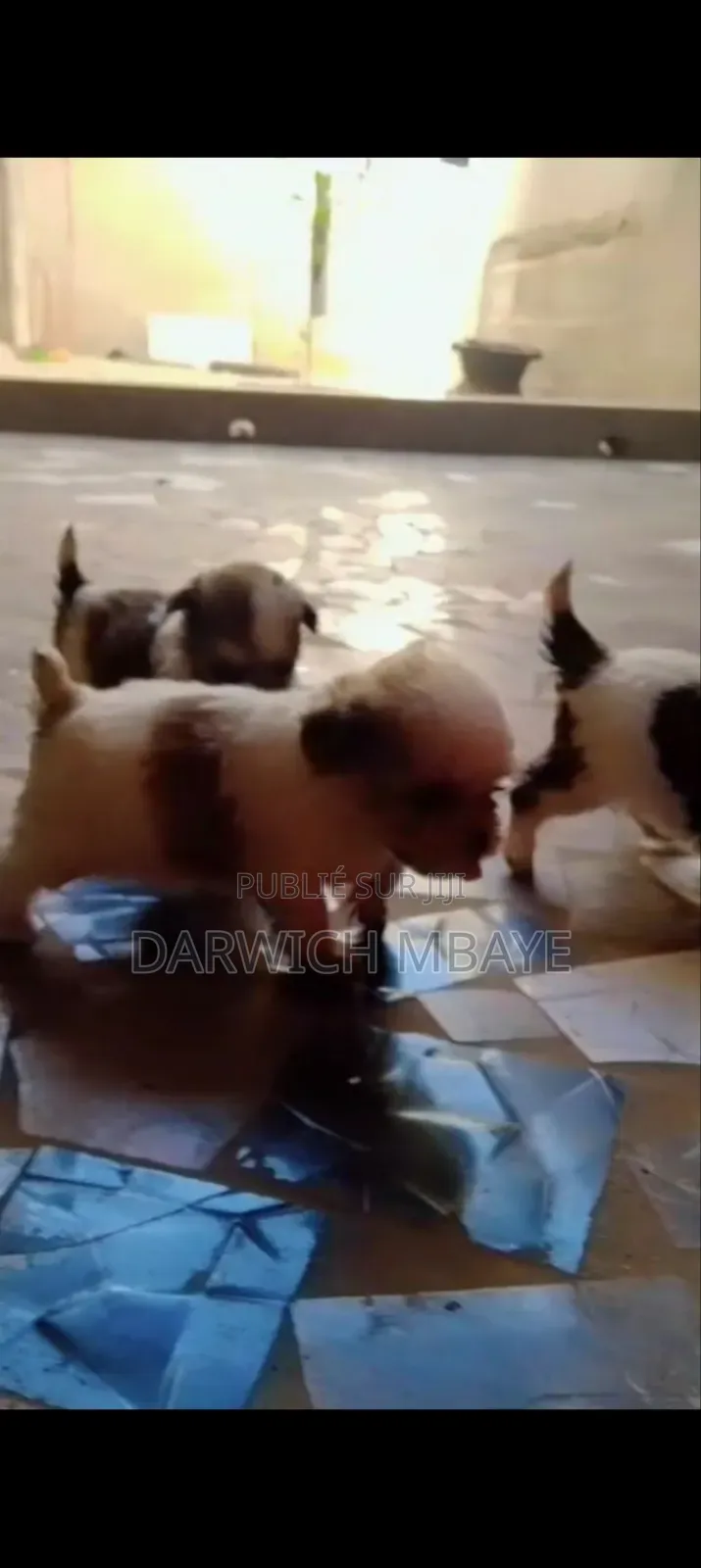 1-3 mois Homme Pure race Bichon Frise