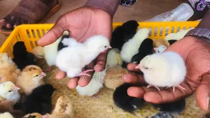 Poussins Goliath
