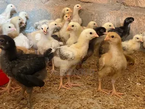 Poussins Goliath