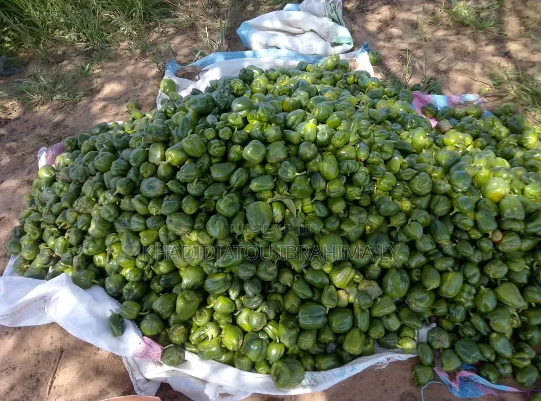 Poivron (Légume)