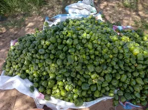 Poivron (Légume)