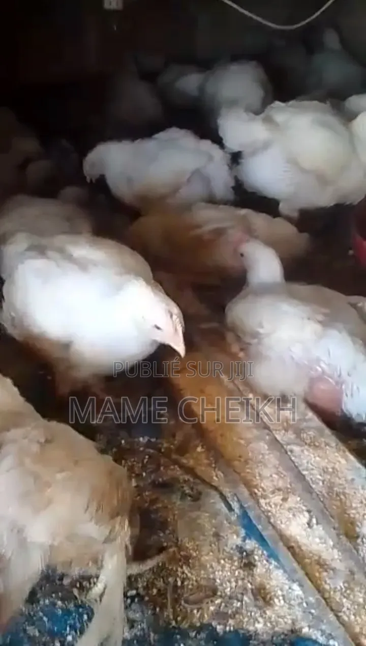 Poulets De Chair De Qualité - Disponibles À Dakar