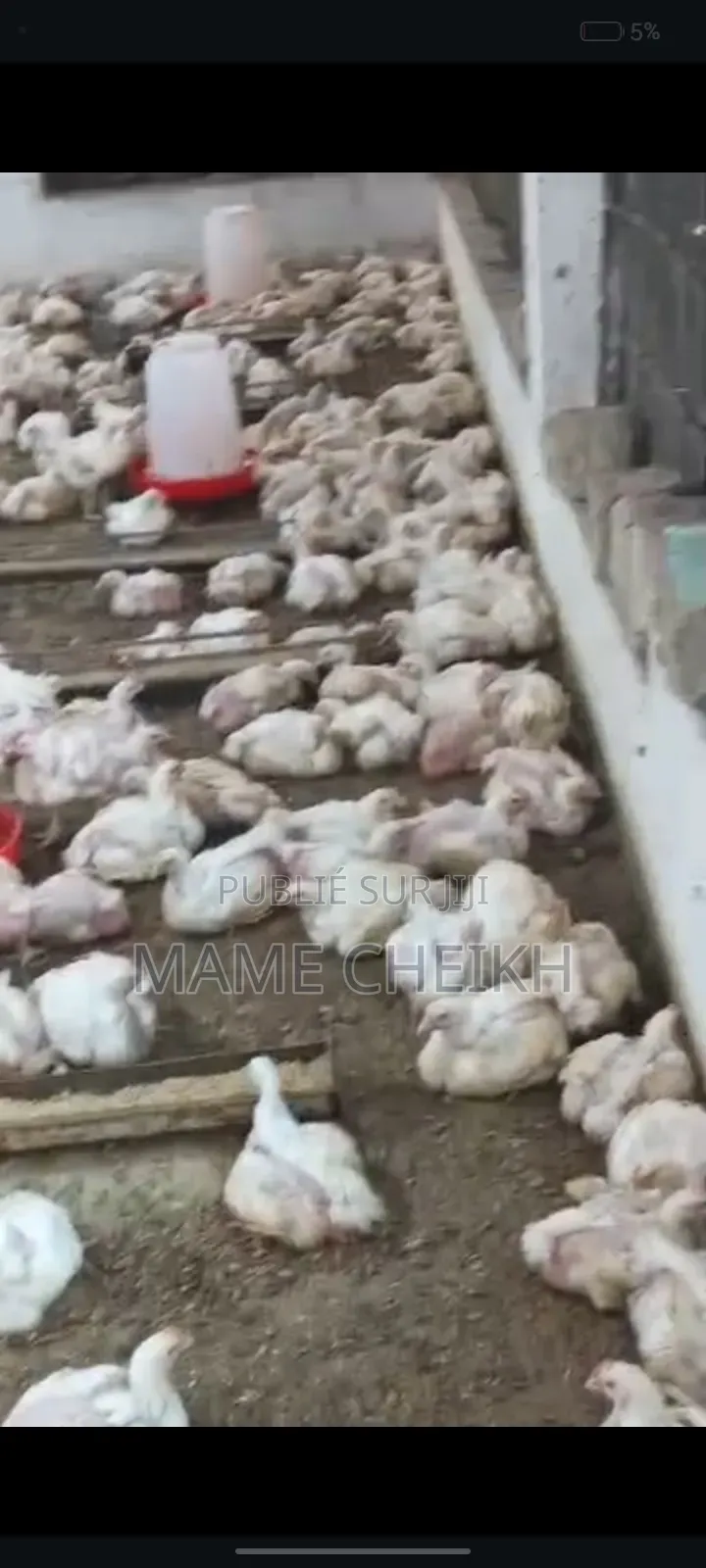 Poulets De Chair De Qualité - Disponibles À Dakar