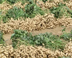 Délice Arachide Et Baobab