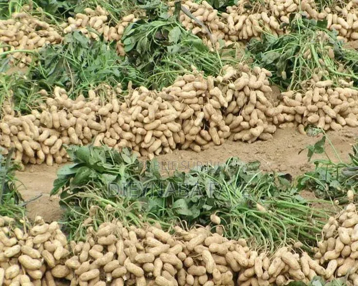 Délice Arachide Et Baobab
