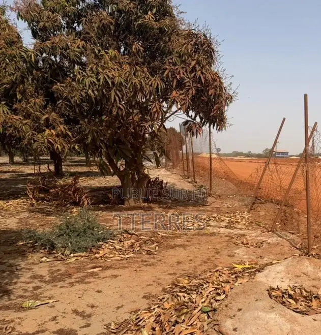 Investissement Vert : 1,03 Hectare Dans La Zone Horticole De Bambylor