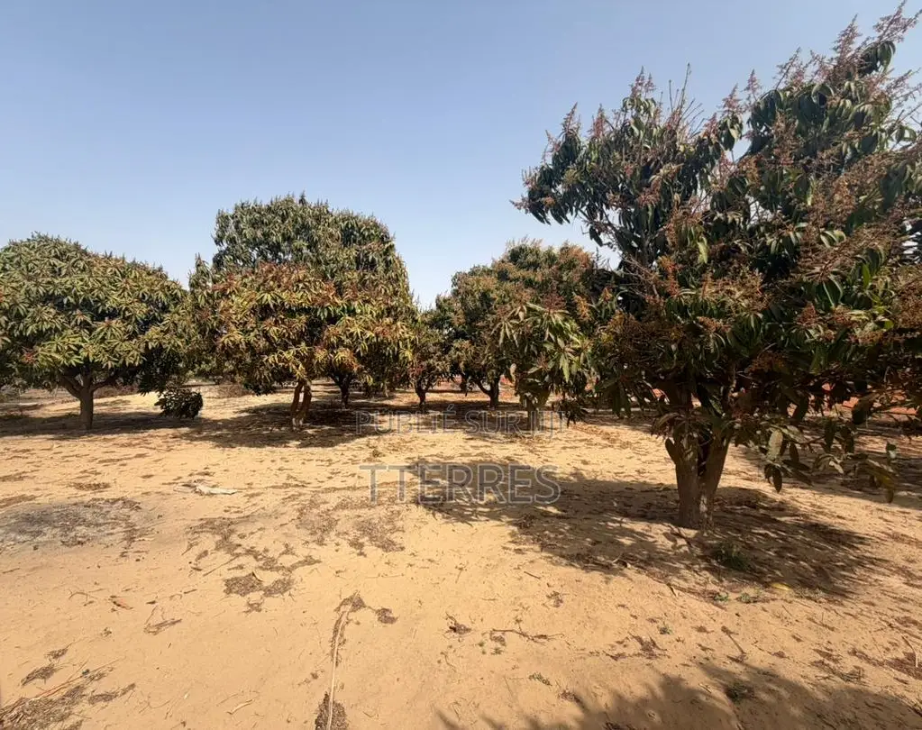 Investissement Vert : 1,03 Hectare Dans La Zone Horticole De Bambylor