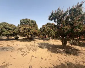 Investissement Vert : 1,03 Hectare Dans La Zone Horticole De Bambylor