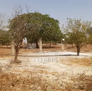 Verger De 1,20 Hectare Vers Fandéne – Thiès