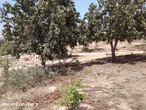 Verger De 2 Hectares Vers Taïba Ndiaye – Thiès