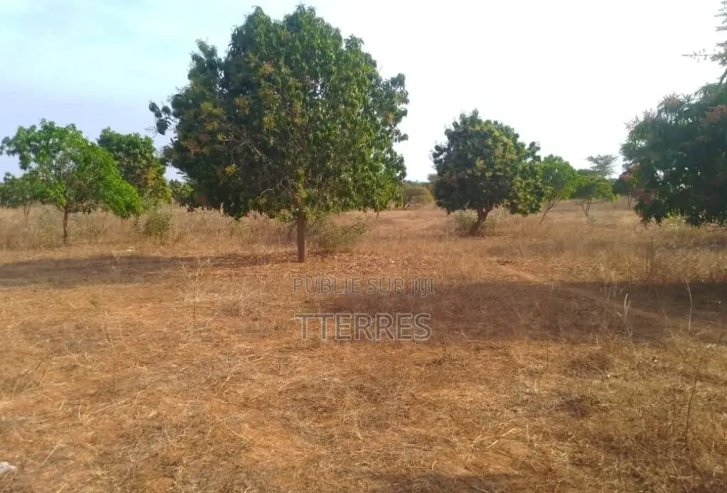 Verger De 1,42 Hectare Vers Notto Diobass – Thiès