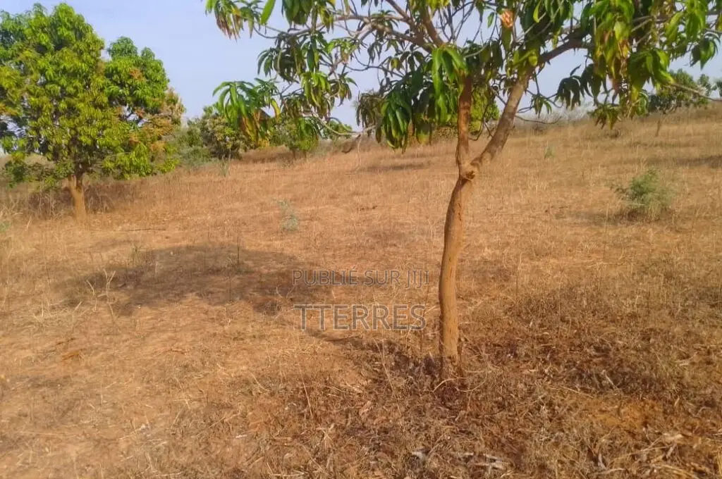 Verger De 1,42 Hectare Vers Notto Diobass – Thiès