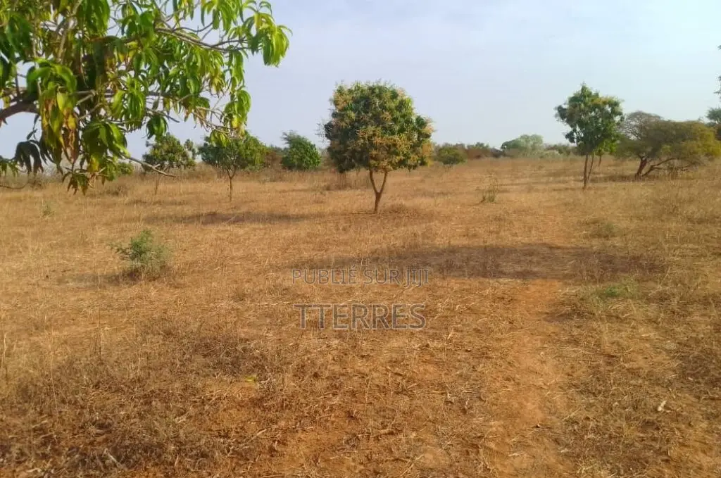 Verger De 1,42 Hectare Vers Notto Diobass – Thiès