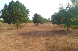 Verger De 1,42 Hectare Vers Notto Diobass – Thiès