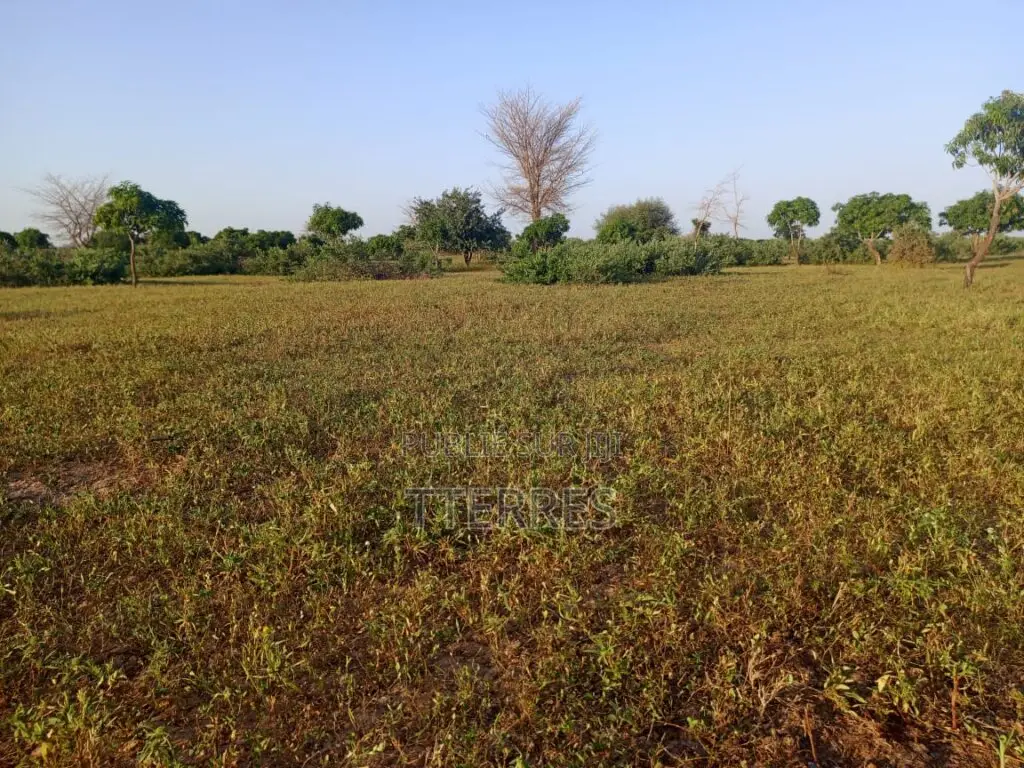 Terrain Agricole De 17 Hectares Vers Tassette – Thiès