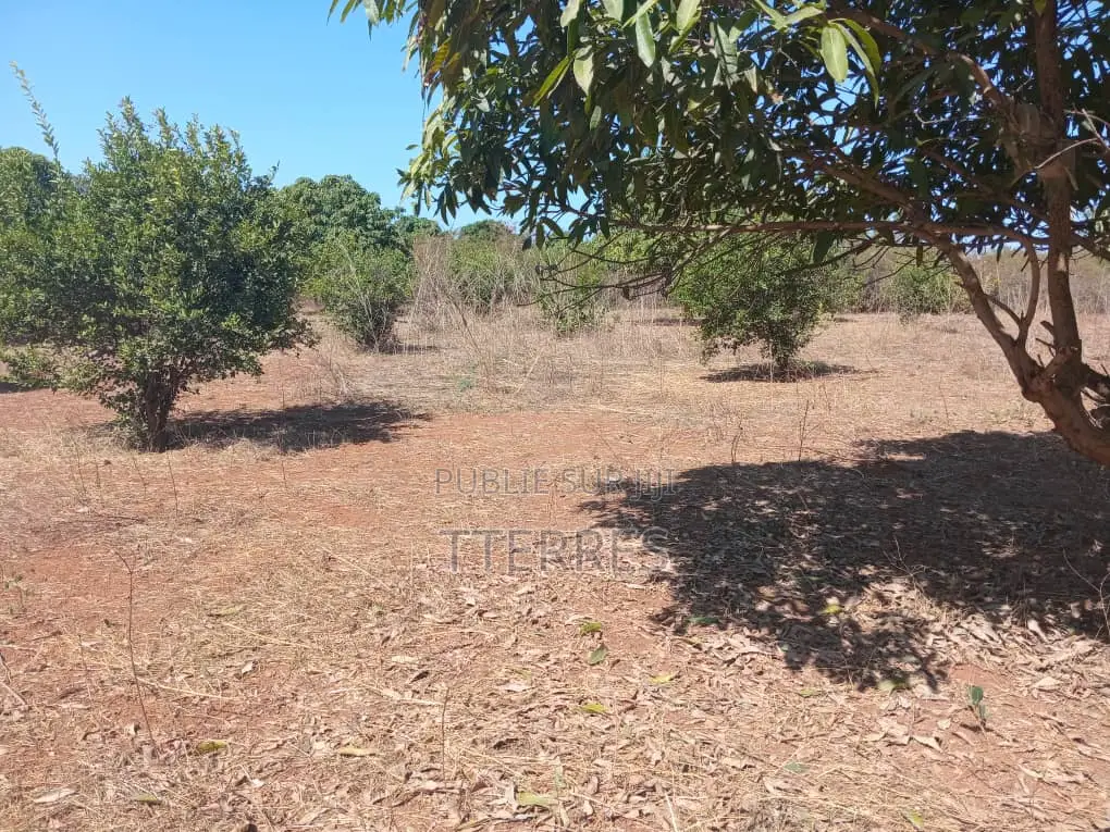 Verger De 5,5 Hectares Vers Pout – Thiès
