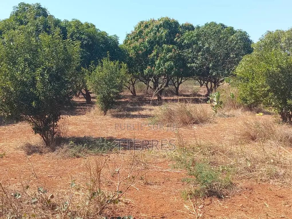 Verger De 5,5 Hectares Vers Pout – Thiès