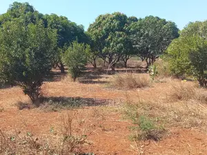 Verger De 5,5 Hectares Vers Pout – Thiès