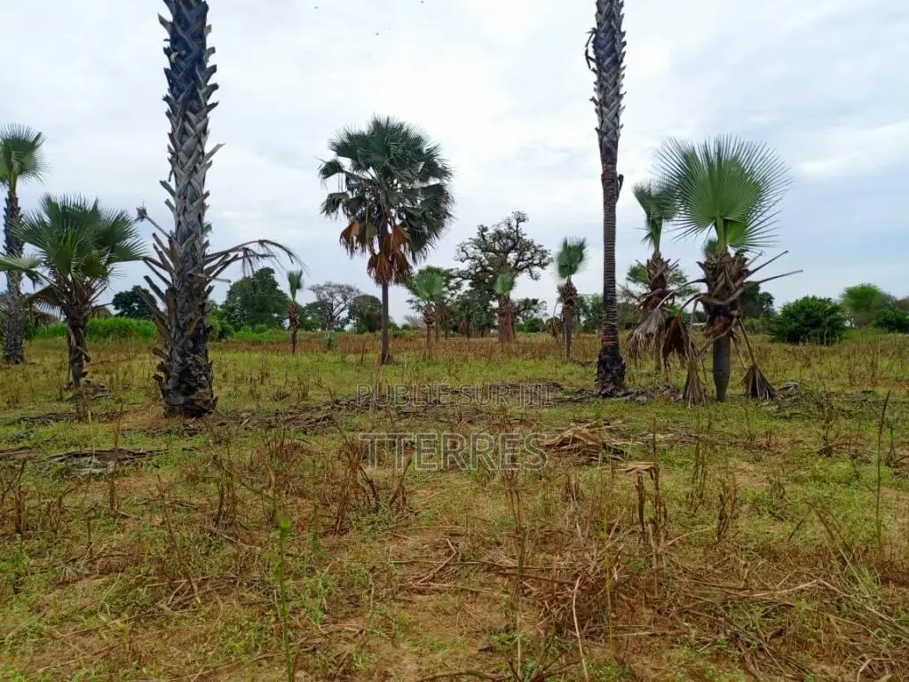 Terrain Agricole De 2,77 Hectares Vers Tassette – Thiès