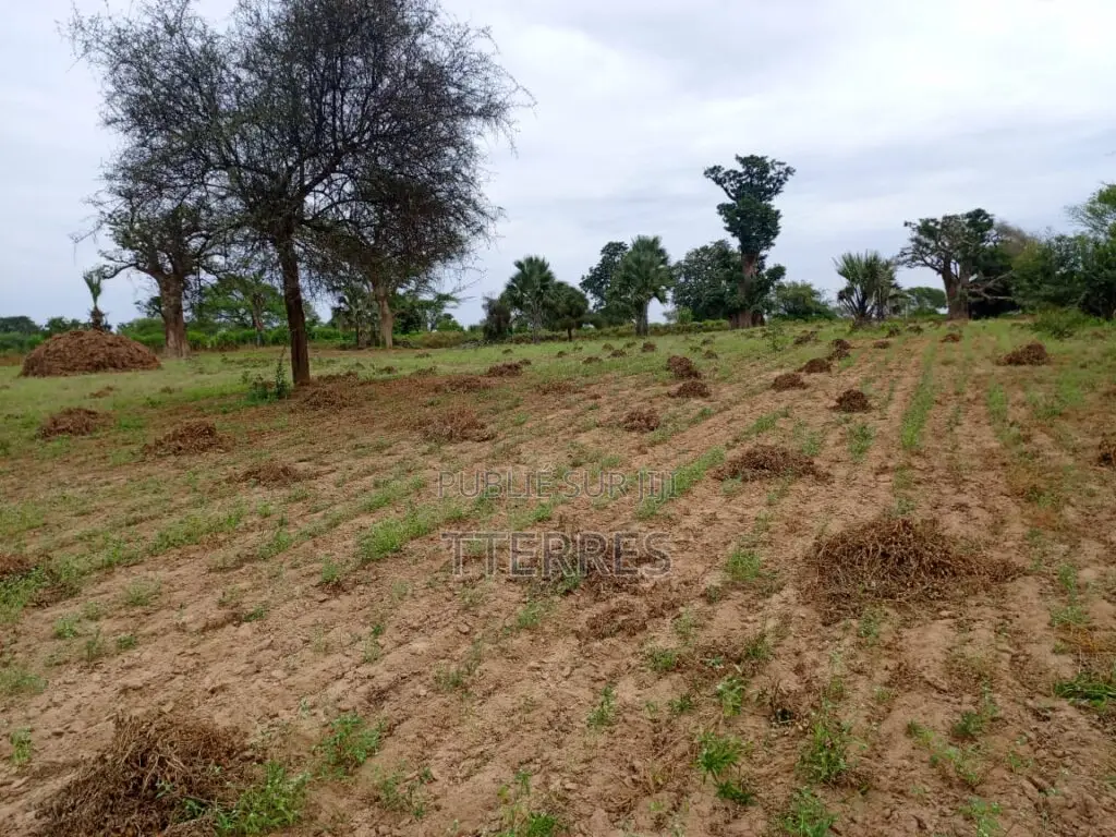 Terrain Agricole De 2,77 Hectares Vers Tassette – Thiès