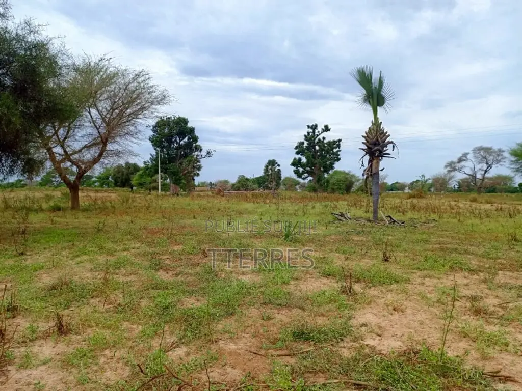Terrain Agricole De 2,77 Hectares Vers Tassette – Thiès