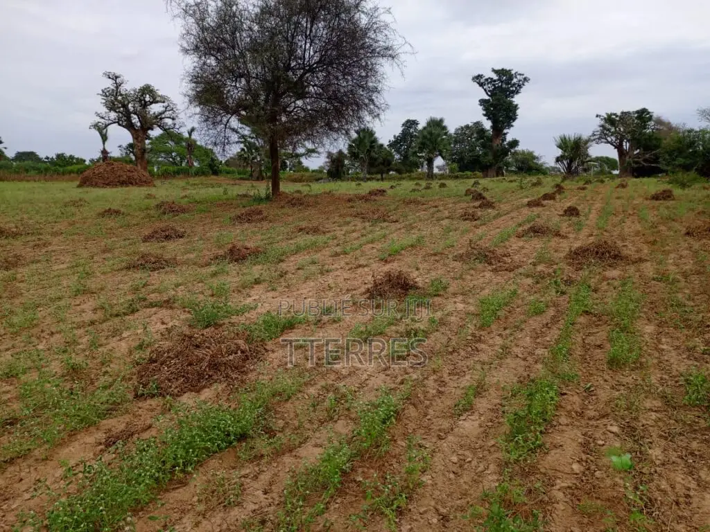 Terrain Agricole De 2,77 Hectares Vers Tassette – Thiès