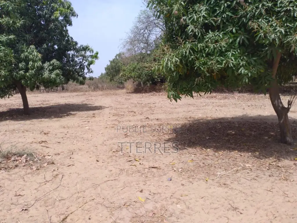 Verger De 6 Hectares Vers Fandéne – Thiès