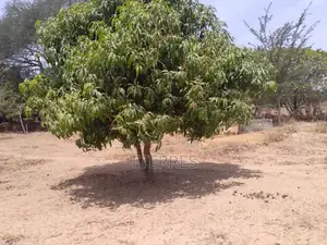 Verger De 6 Hectares Vers Fandéne – Thiès