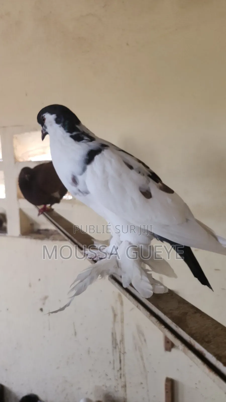 Des Lapereaux Et Pigeons Disponibles