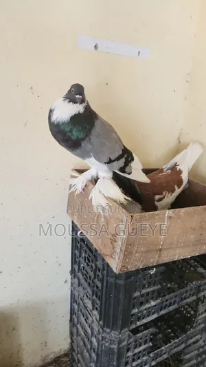 Des Lapereaux Et Pigeons Disponibles