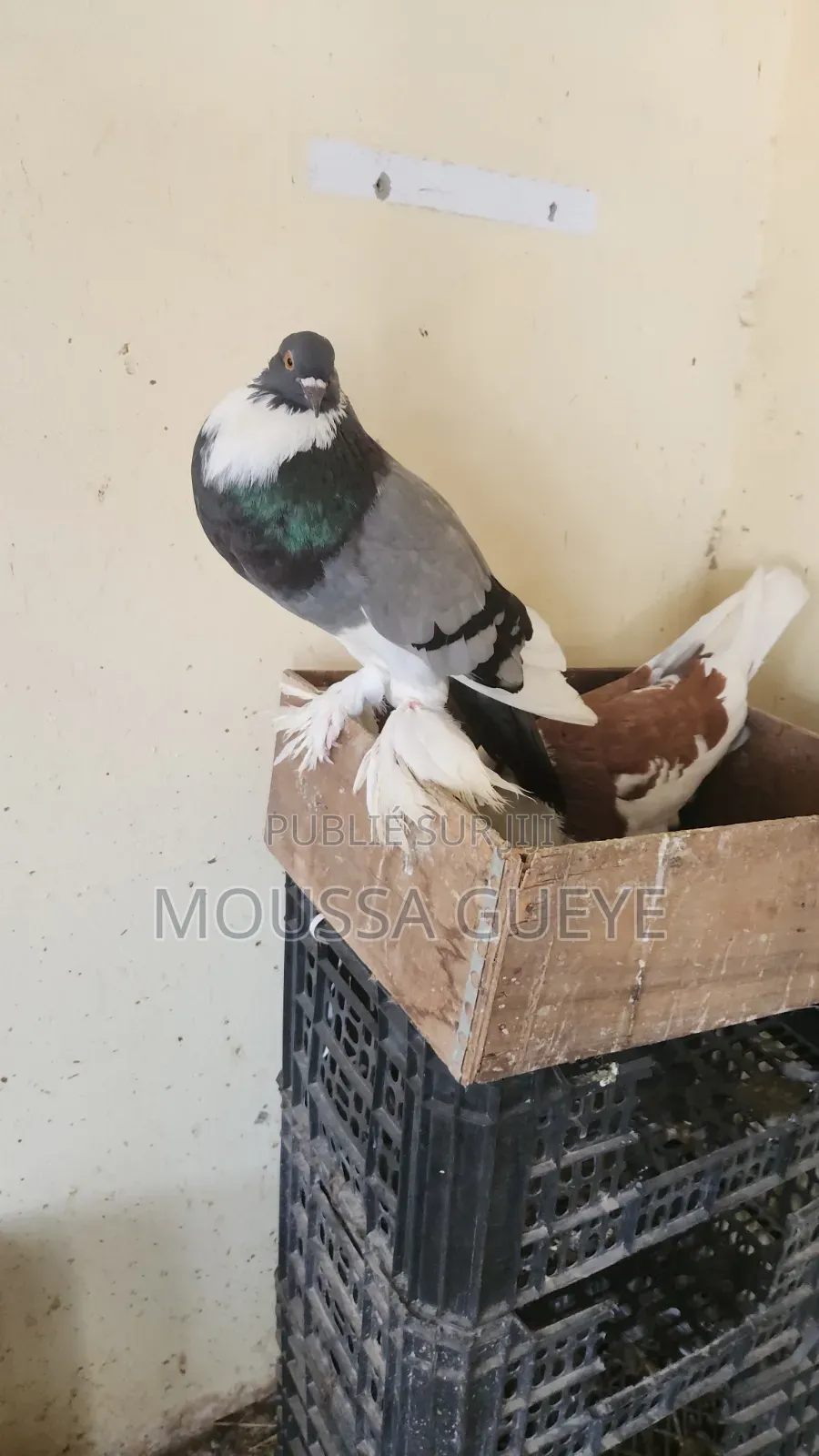 Des Lapereaux Et Pigeons Disponibles