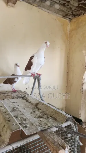 Des Lapereaux Et Pigeons Disponibles