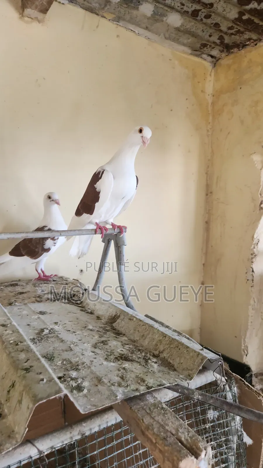 Des Lapereaux Et Pigeons Disponibles