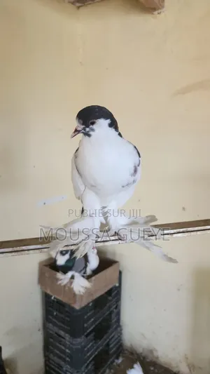 Des Lapereaux Et Pigeons Disponibles