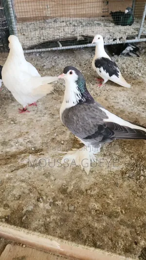 Des Lapereaux Et Pigeons Disponibles