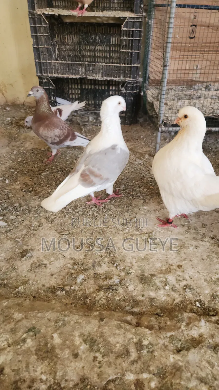 Des Lapereaux Et Pigeons Disponibles