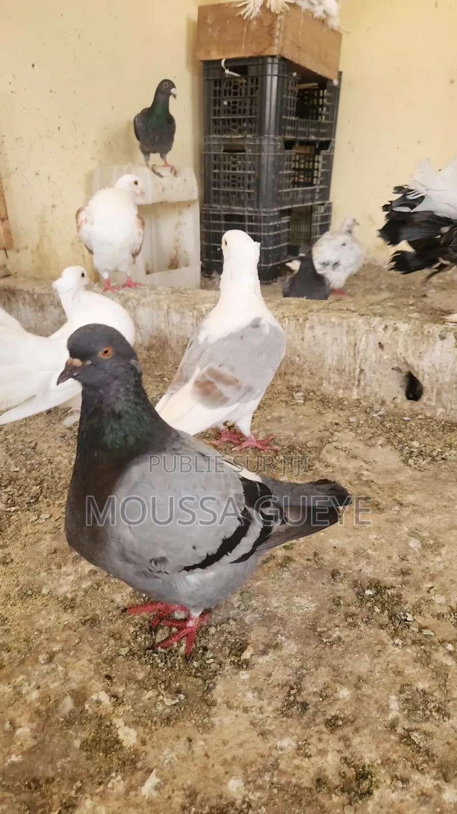 Des Lapereaux Et Pigeons Disponibles