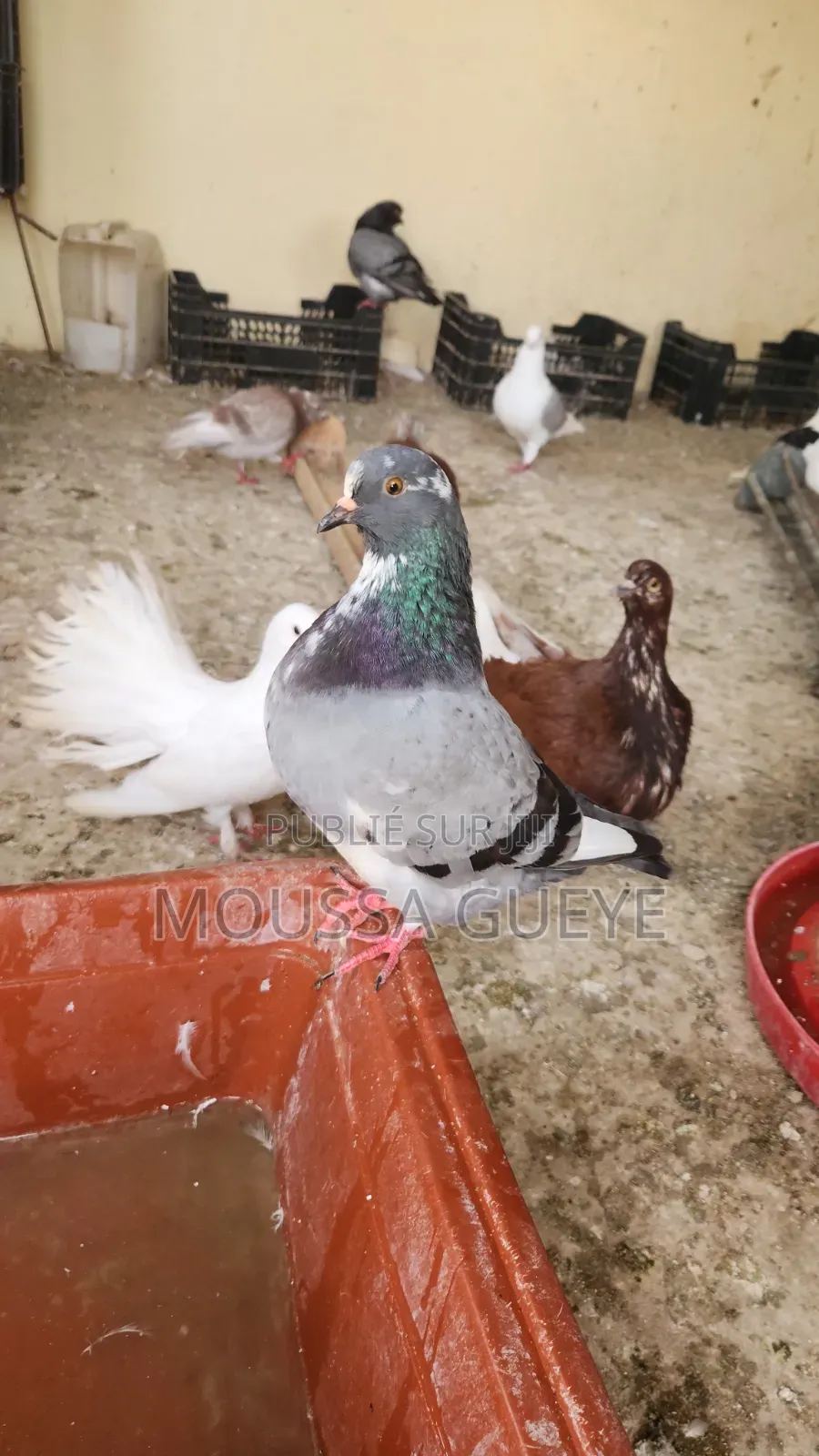 Des Lapereaux Et Pigeons Disponibles