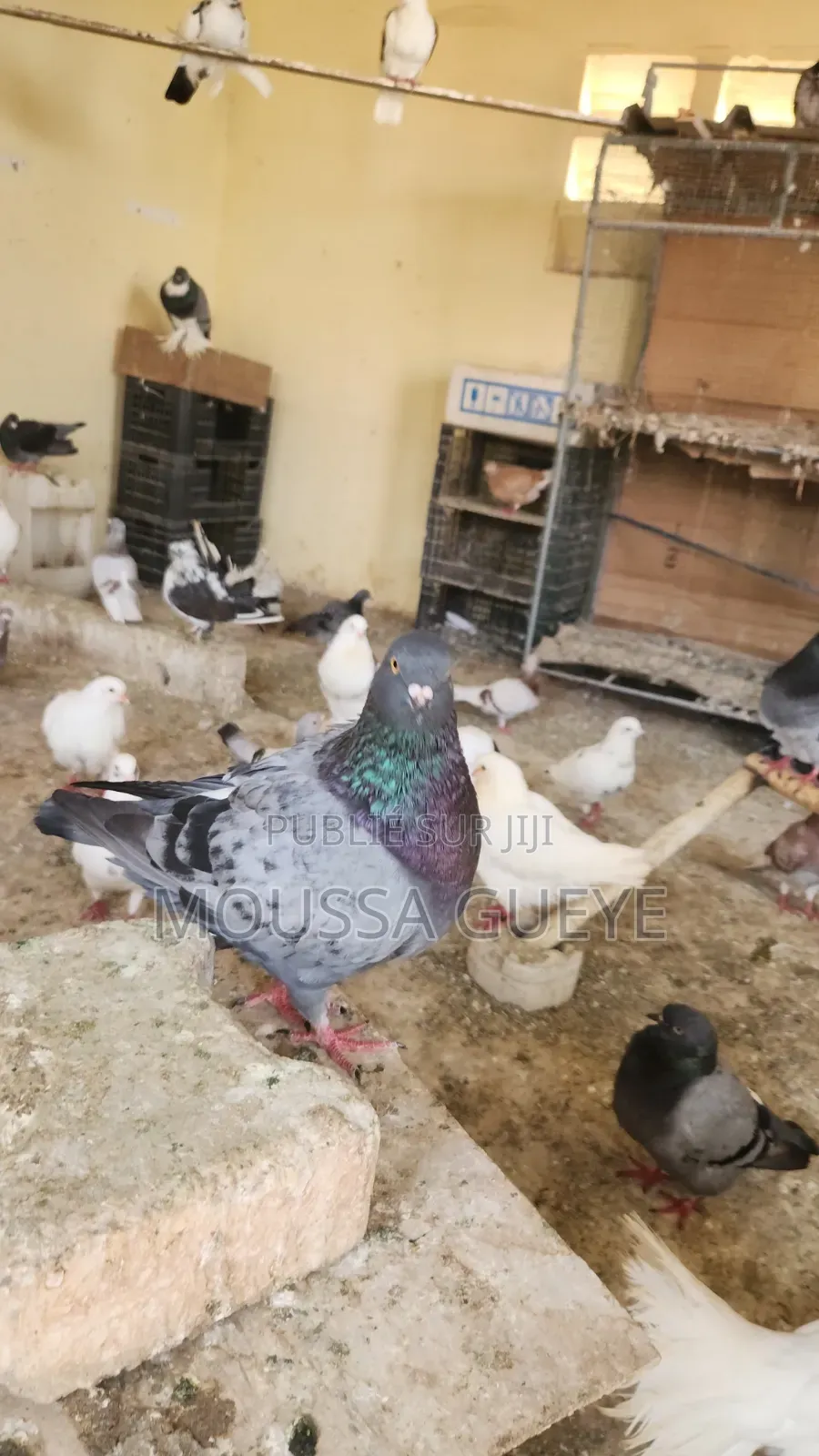 Des Lapereaux Et Pigeons Disponibles