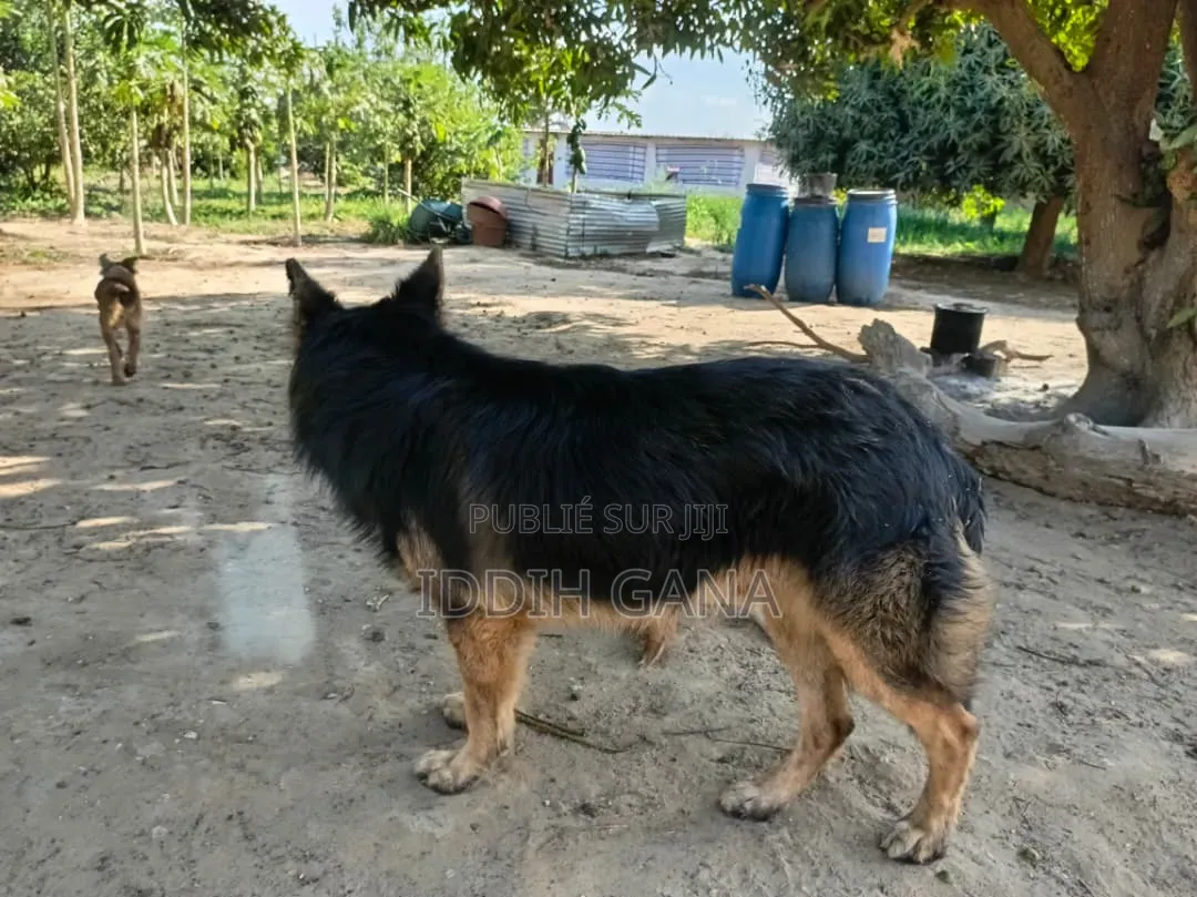 6 à 12 mois Homme Pure race German Shepherd