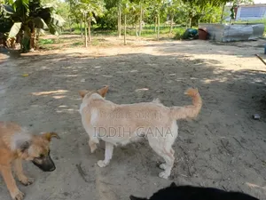 6 à 12 mois Homme Pure race German Shepherd
