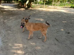 6 à 12 mois Homme Pure race German Shepherd