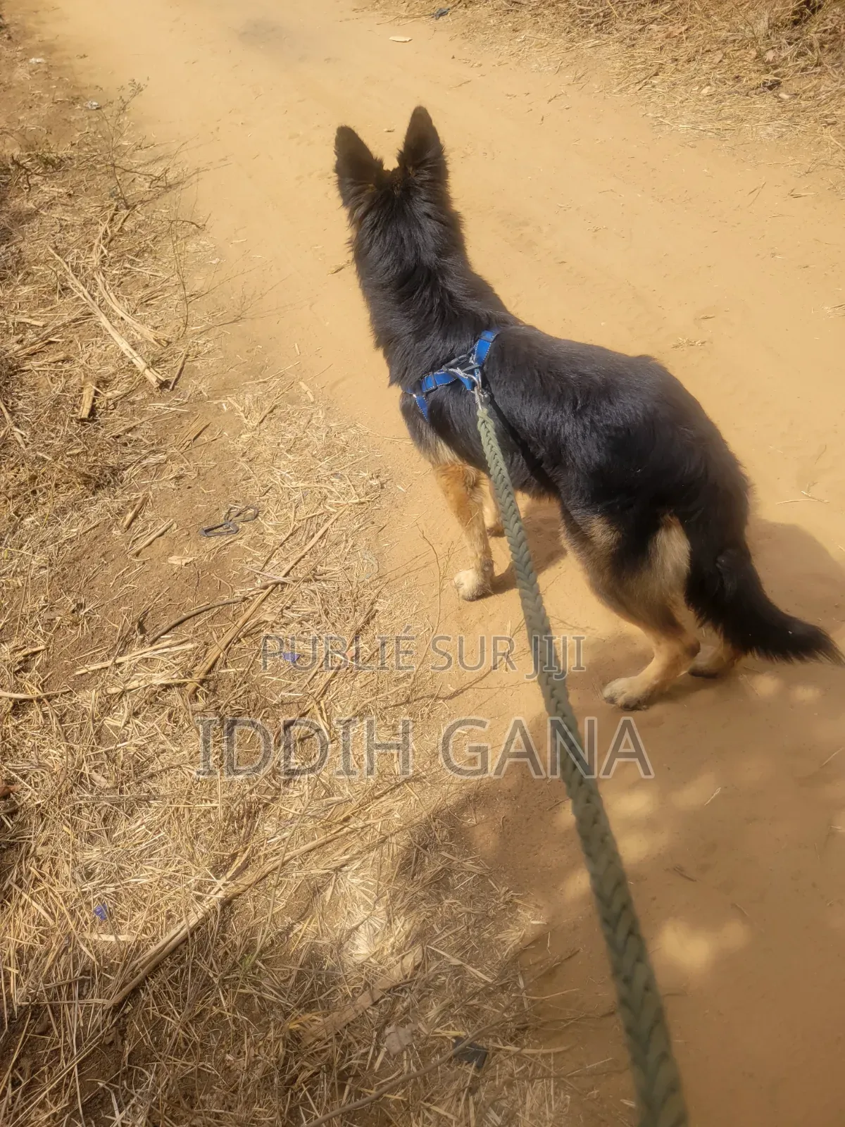 6 à 12 mois Homme Pure race German Shepherd