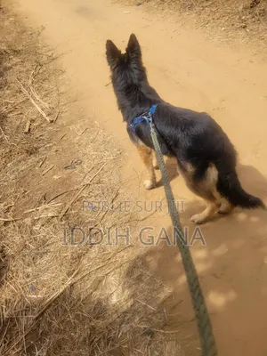 6 à 12 mois Homme Pure race German Shepherd