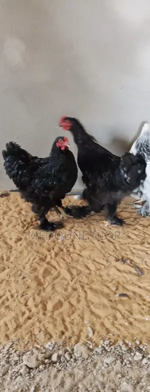 Deux Jeunes Mâles Brahman