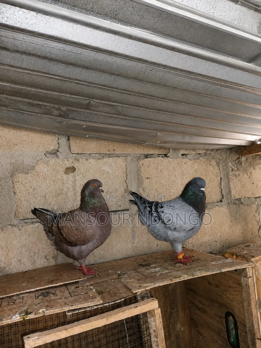 Pigeon King